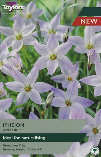 Ipheion Wisley Blue x 15