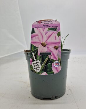 Ipheon Uniflorum Charlotte Bishop Potted Bulb 1L