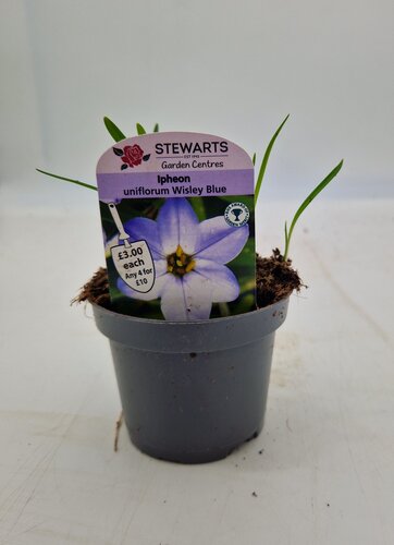 Ipheon Uniflorum Wisley Blue Potted Bulb 9cm