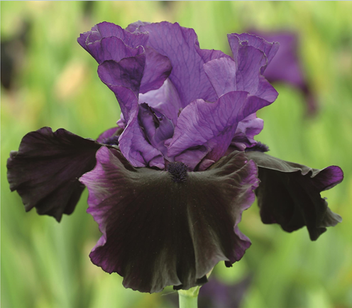 Iris Black Swan 2 Litre