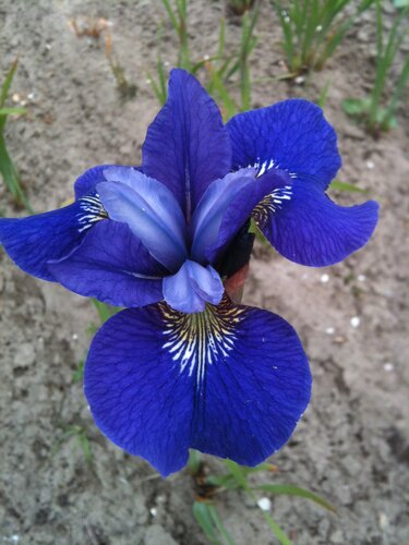 Iris 'Blue King' 3 Litre