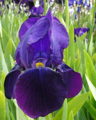 Iris Blue Shimmer 2 Litre