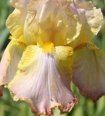 Iris Chantilly 2 Litre