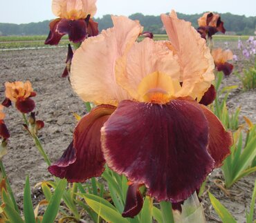 Iris 'Cranberry Swirl' 3 Litre