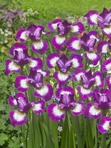 Iris Currier 2 Litre