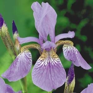 Iris Dark Aura 2 Litre