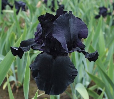 Iris Deep Black 2 Litre