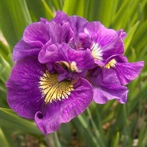 Iris Double Standard 2 Litre