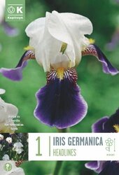 Iris Germanica Headlines