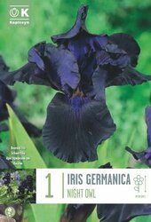 Iris Germanica Night Owl