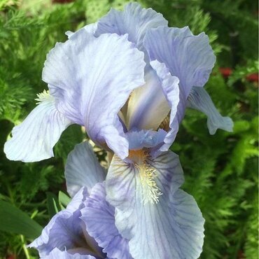 Iris Hariette Halloway 2 Litre