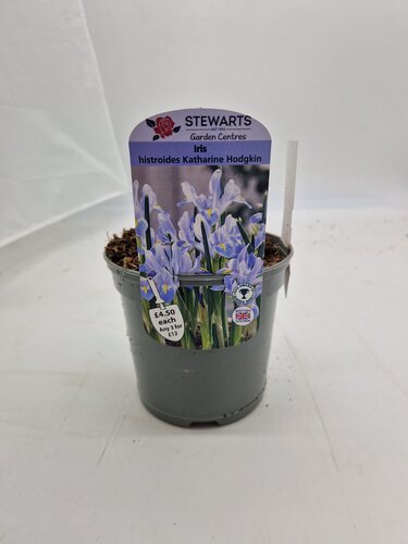 Iris Histroides Katharine Hodgkin Potted Bulb 1 Litre