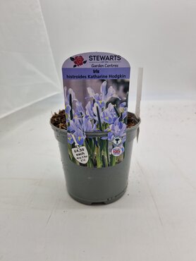 Iris Histroides Katharine Hodgkin Potted Bulb 1 Litre