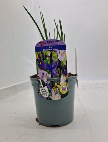 Iris Hollandia Mixed 1 Litre