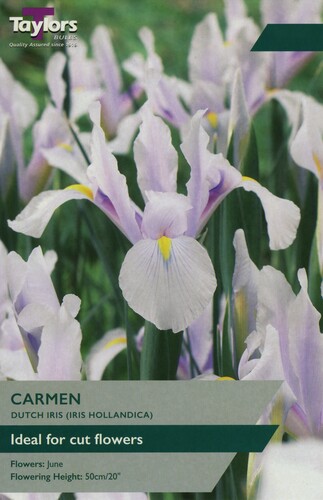 Iris Hollandica Carmen x 25