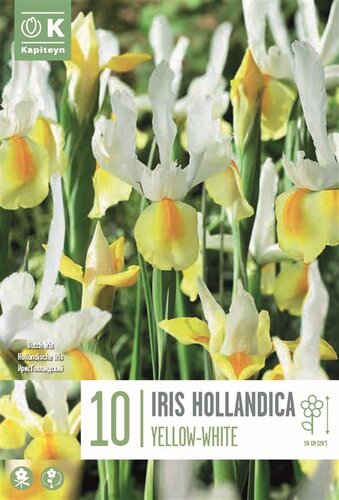 Iris Hollandica Yellow White