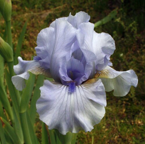 Iris Jane Phillips 2 Litre