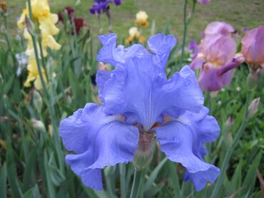 Iris 'Metolius Blues' 3 Litre