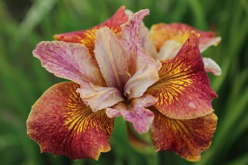 Iris 'Paprikash' 3 Litre