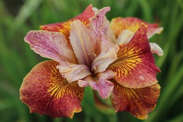 Iris 'Paprikash' 3 Litre