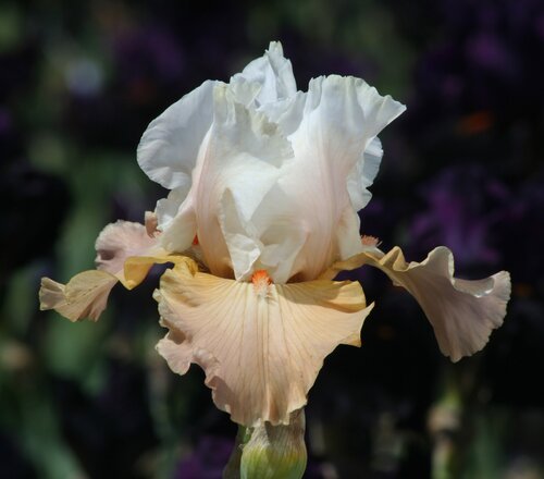 Iris Peacock Butterfly Jerry Murphy 2 Litre