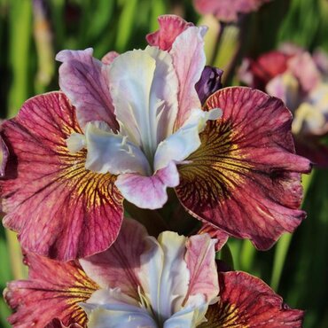 Iris Peacock Butterfly Miss Apple 2 Litre