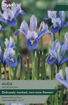 Iris Reticulata Alida x 12