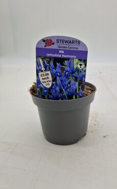 Iris Reticulata Harmony Potted Bulb 9cm