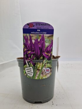 Iris Reticulata J S Dijt Potted Bulb 1 Litre