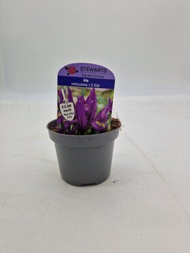 Iris Reticulata J S Dijt Potted Bulb 9cm