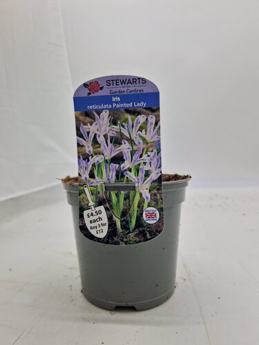 Iris Reticulata Painted Lady Potted Bulb 1 Litre