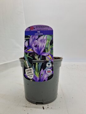 Iris Reticulata Potted Bulb 1 Litre