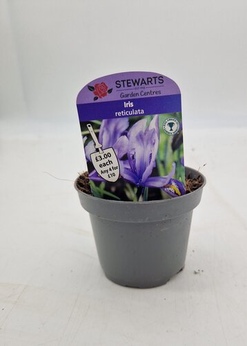 Iris Reticulata Potted Bulb 9cm