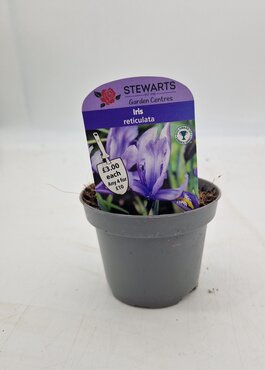 Iris Reticulata Potted Bulb 9cm