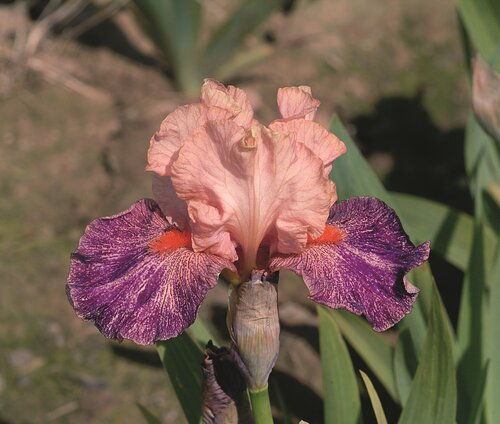 Iris 'Rose de Perse' 3 Litre