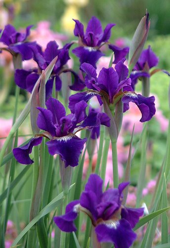 Iris 'Ruffled Velvet' 2 Litre