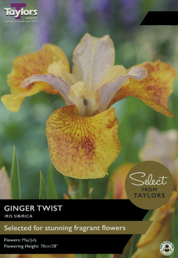 Iris Sibirica Ginger Twist