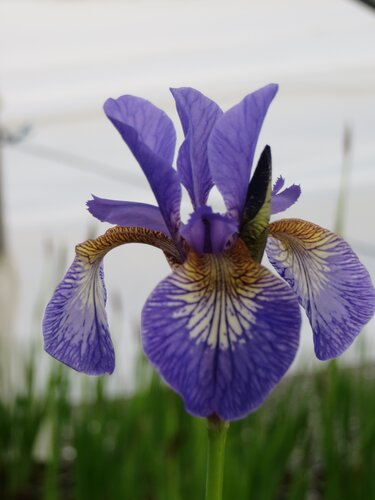 Iris Sibirica Tropic Night 2 Litre