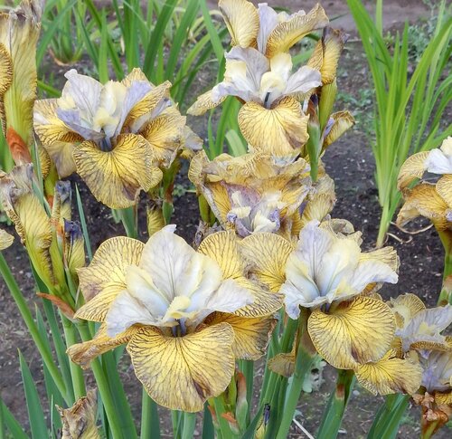 Iris 'So Van Gogh' 3 Litre