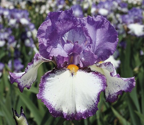 Iris Stepping Out 2 Litre