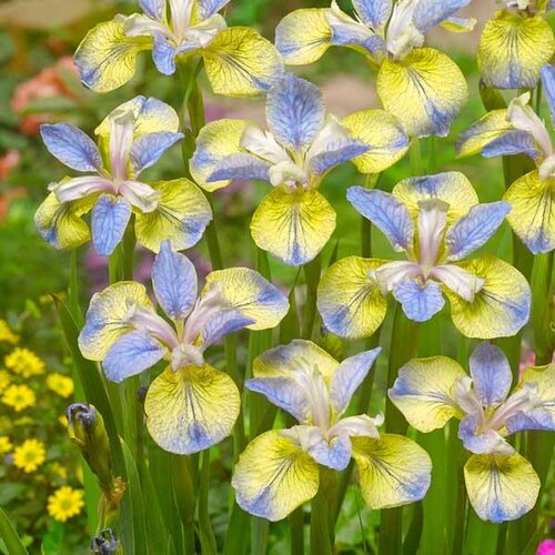 Iris Tipped In Blue 2 Litre