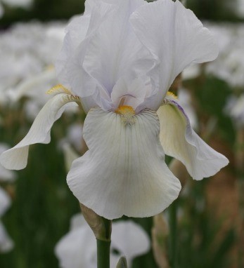 Iris White City 2 Litre