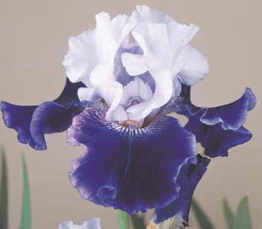 Iris 'World Premier' 3 Litre