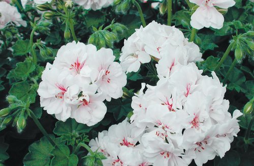 Ivy Geranium Blanche Roche Premium Plug