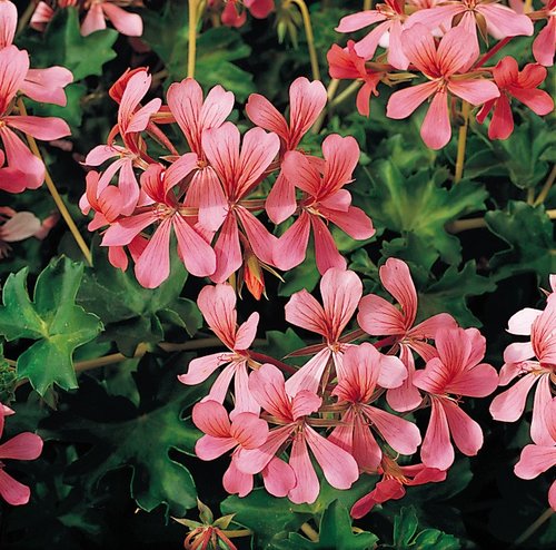 Ivy Geranium Decora Pink Premium Plug