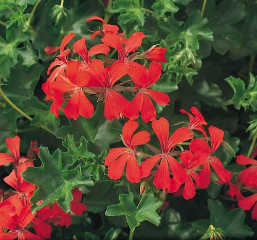 Ivy Geranium Decora Red Premium Plug