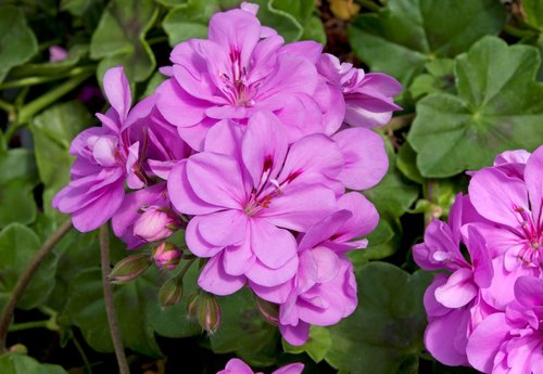 Ivy Geranium Precision Amethyst Premium Plug