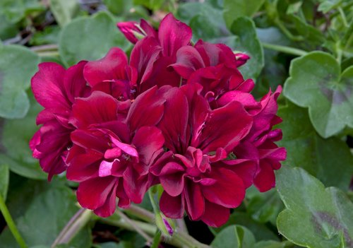 Ivy Geranium Precision Burgundy Red Premium Plug