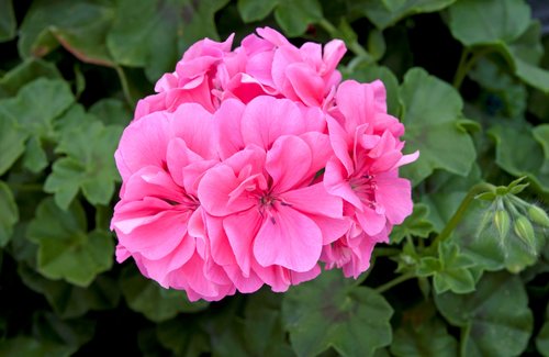 Ivy Geranium Precision Light Pink Premium Plug