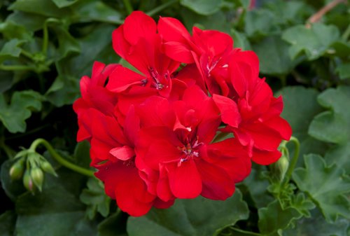 Ivy Geranium Precision Red Bright Premium Plug